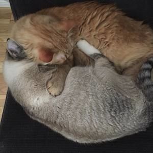 Meet your Posher, Monique